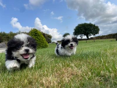 Maltese x Shih Tzu puppies in Wexford
