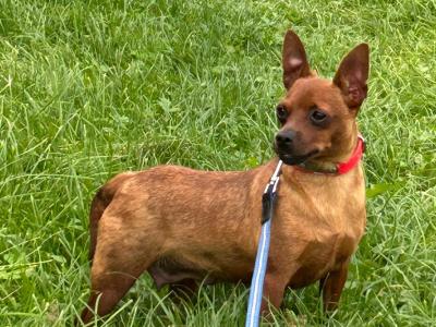 Loyal and friendly female pinscher needs 5*home and someone with time and care for her?