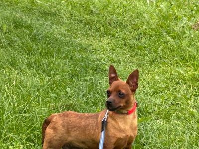 Female Miniature Pinscher dog