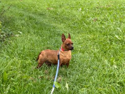 Female Miniature Pinscher dog