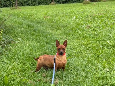 Female Miniature Pinscher dog