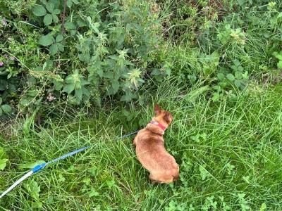 Female Miniature Pinscher dog