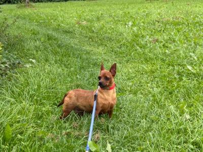Female Miniature Pinscher dog