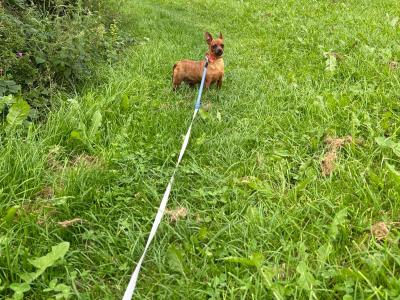 Female Miniature Pinscher dog