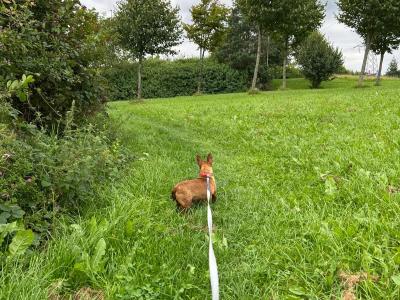 Female Miniature Pinscher dog