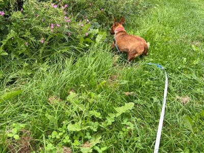 Female Miniature Pinscher dog