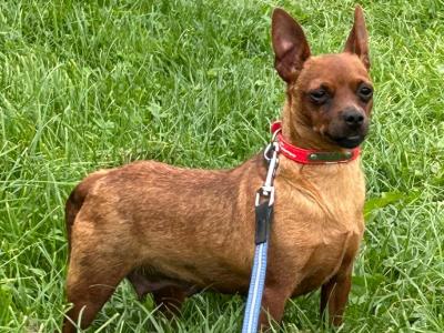 Female Miniature Pinscher dog