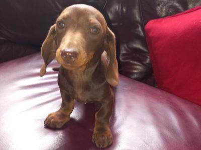 Miniature Dachshund puppies in Laois