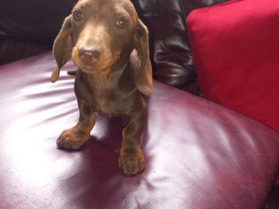 Miniature Dachshund puppies in Laois