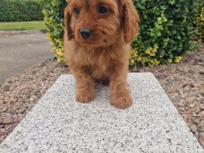 Red Cavapoo puppies in Wexford