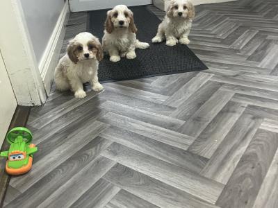 Stunning health checked Cavachon puppies 🐶 in Kilkenny