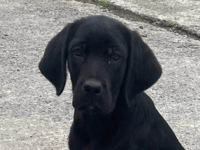 Labrador x Border Collie puppies in Limerick