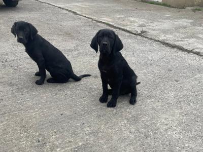 Labrador x Border Collie puppies in Limerick