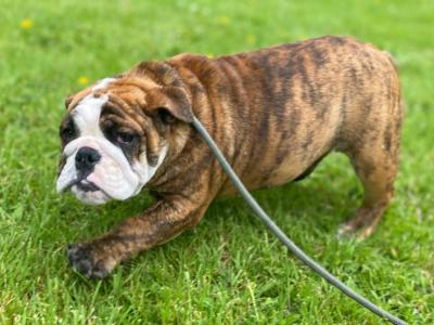 IKC Registered female English Bulldog in Westmeath