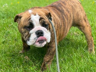 IKC Registered female English Bulldog in Westmeath