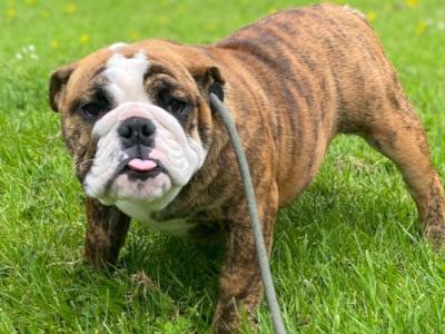 IKC Registered female English Bulldog in Westmeath