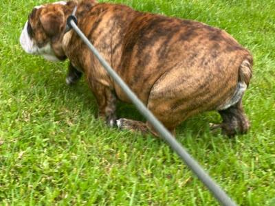 IKC Registered female English Bulldog in Westmeath