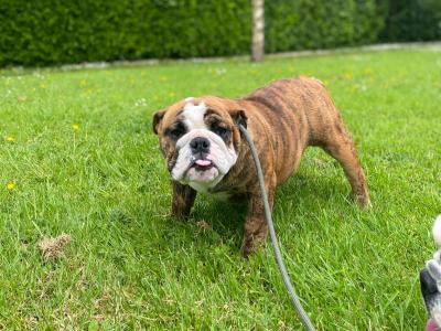 IKC Registered female English Bulldog in Westmeath