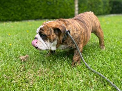 IKC Registered female English Bulldog in Westmeath