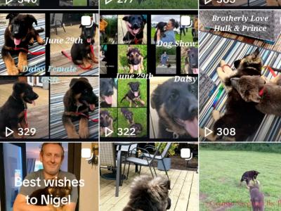 IKC Registered female German Shepherd puppy in Westmeath