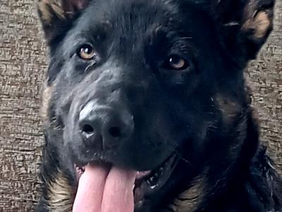IKC Registered female German Shepherd puppy in Westmeath