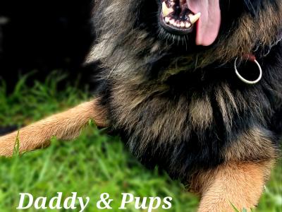 IKC Registered female German Shepherd puppy in Westmeath