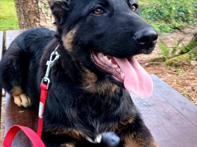 IKC Registered female German Shepherd puppy in Westmeath