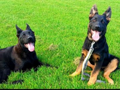 IKC Registered Pedigree  German Shepherd Pup