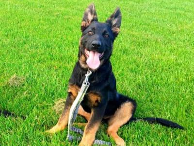 IKC German Shepherd Pup