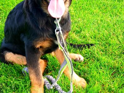 IKC Registered female German Shepherd puppy in Westmeath