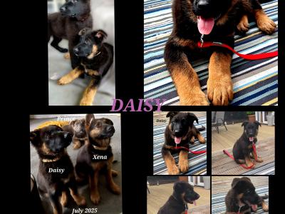 IKC Registered female German Shepherd puppy in Westmeath
