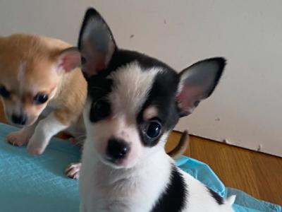 2 beautiful purebred Chihuahua puppies in Galway ready for new homes