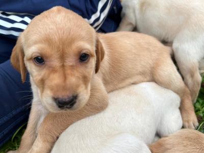 Golden Labrador puppies in Cavan