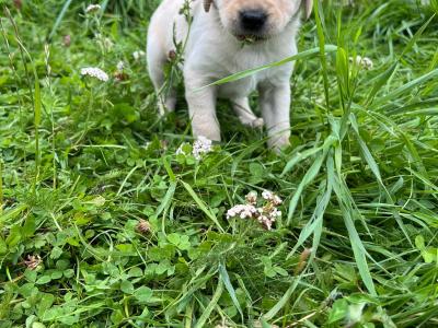 Golden Labrador puppies in Cavan