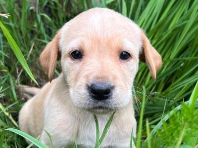 Golden Labrador puppies in Cavan