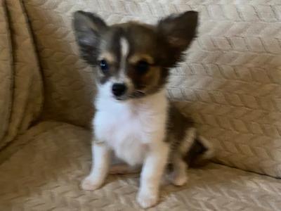 Long hair Chihuahua puppies in Dublin