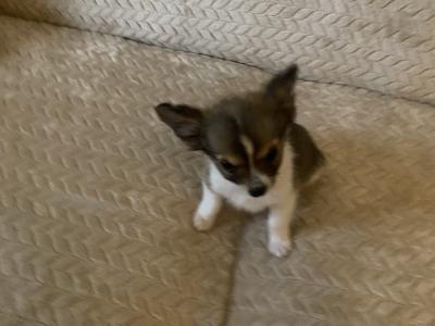 Long hair Chihuahua puppies in Dublin