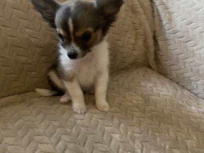 Long hair Chihuahua puppies in Dublin