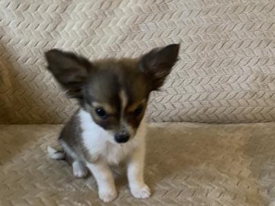 Long hair Chihuahua puppies in Dublin