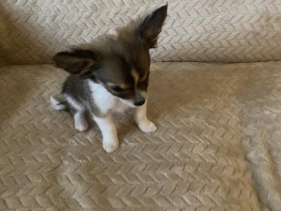 Long hair Chihuahua puppies in Dublin