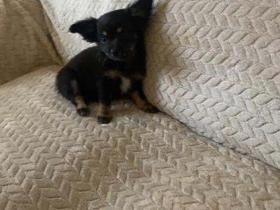 Long hair Chihuahua puppies in Dublin