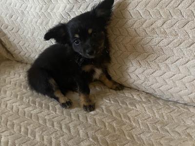 Long hair Chihuahua puppies in Dublin