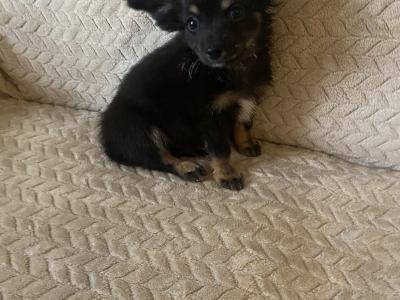 Long hair Chihuahua puppies in Dublin