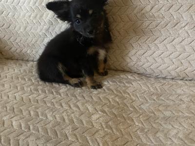 Long hair Chihuahua puppies in Dublin