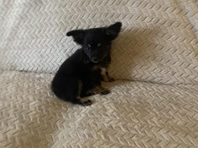 Long hair Chihuahua puppies in Dublin