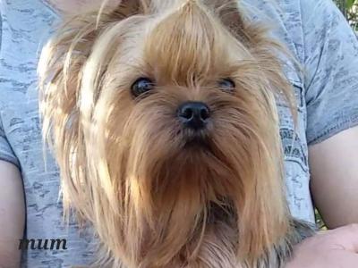 Yorkshire Terrier Miniture puppies IKC Registered(pending) in Dublin