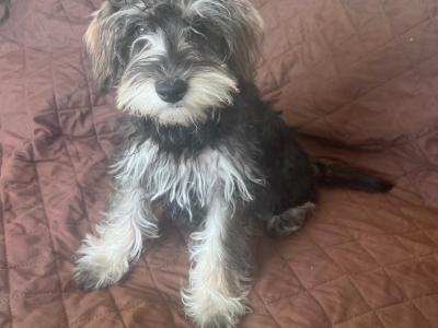 Female miniature Schooodle puppy left in Wexford