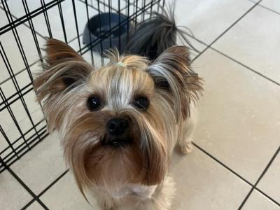 Yorkshire Terrier Miniture puppies IKC Registered(pending) in Dublin