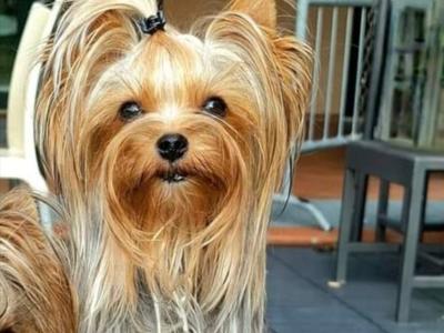 Yorkshire Terrier Miniture puppies IKC Registered(pending) in Dublin