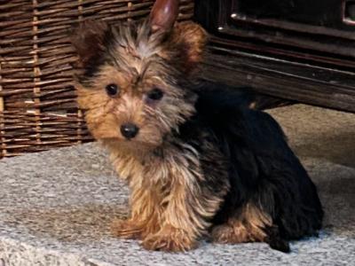 Miniature Yorkshire Terrier puppies for sale in Wexford